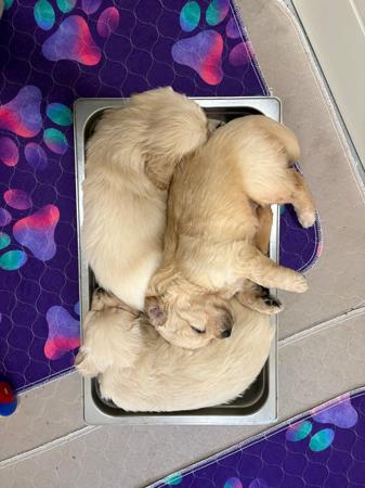 Golden Retriever for sale by REMAH