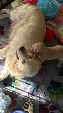 Golden Retriever for sale by REMAH
