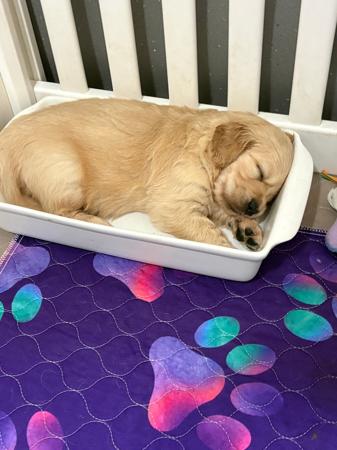 Golden Retriever for sale by REMAH