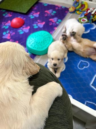 Golden Retriever for sale by REMAH