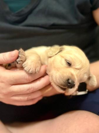 Golden Retriever for sale by REMAH
