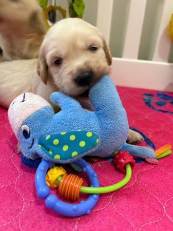 Golden Retriever for sale by REMAH