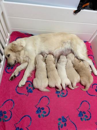 Golden Retriever for sale by REMAH