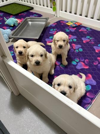 Golden Retriever for sale by REMAH