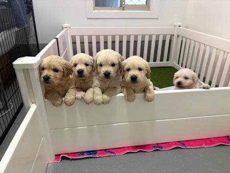 Golden Retriever for sale by REMAH