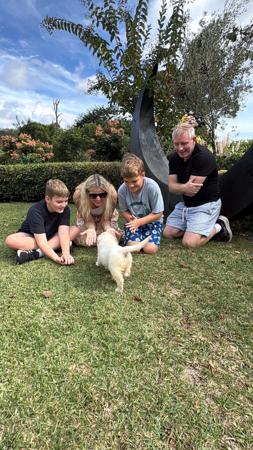 Golden Retriever for sale by REMAH