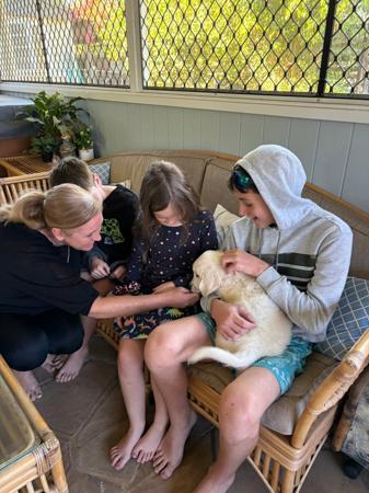 Golden Retriever for sale by REMAH
