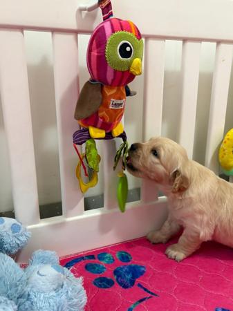 Golden Retriever for sale by REMAH