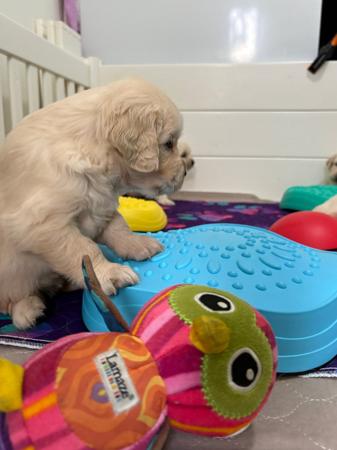 Golden Retriever for sale by REMAH