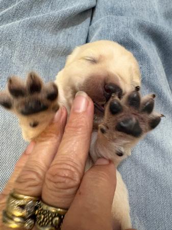 Golden Retriever for sale by REMAH