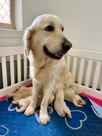 Golden Retriever for sale by REMAH