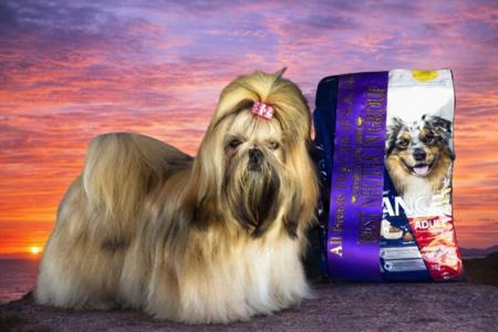 NEUT CH Mannagum Ouija Last Goodbye Shih Tzu