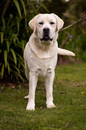 Eraky Without Warning Labrador Retriever