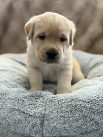 Labrador Retriever puppy for sale by RENAENIELSEN
