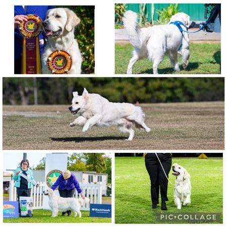 Ch Askaval Torian Gold CD. N.SPRD. RA. SWN. TKS Golden Retriever