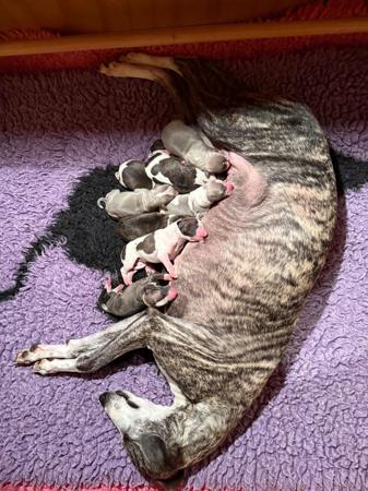 Whippet puppy for sale by RIDGESETTER
