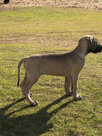 Riesenhaft The Beat Goes On Ai Great Dane