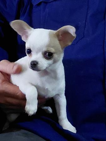 Chihuahua (Smooth Coat) puppy for sale by RITZYROYAL