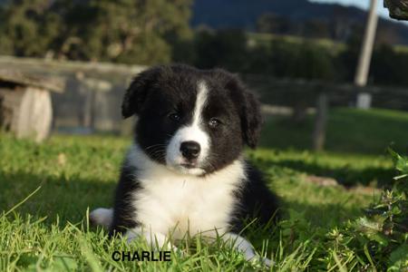 Border Collie puppy for sale by RIVERMAID