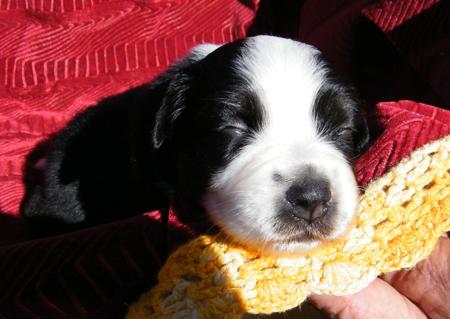Australian Shepherd puppy for sale by ROADSEND