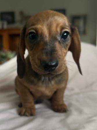 Dachshund (Miniature Smooth Haired) puppy for sale by ROBYNG