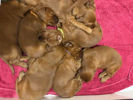Irish Setter puppy for sale by ROBYNPACEY