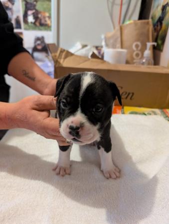 Staffordshire Bull Terrier puppy for sale by ROSLYNHAUS