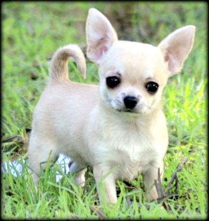 Roxbud Will Be Legendary Chihuahua (Smooth Coat)