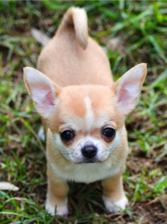 Roxbud Legendary Lover Chihuahua (Smooth Coat)