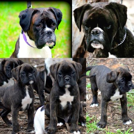 Boxer puppy for sale by ROXBUD