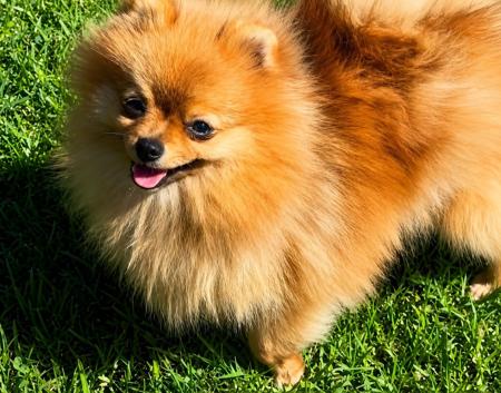 Pomeranian dog for sale by ROYALCRUSH
