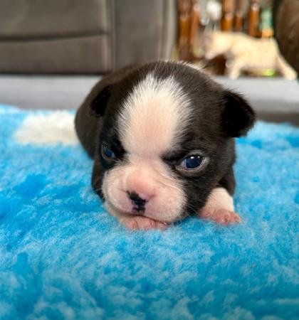 Boston Terrier puppy for sale by RUBYSTUD