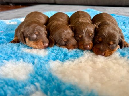 Dachshund (Miniature Smooth Haired) puppy for sale by RUBYSTUD