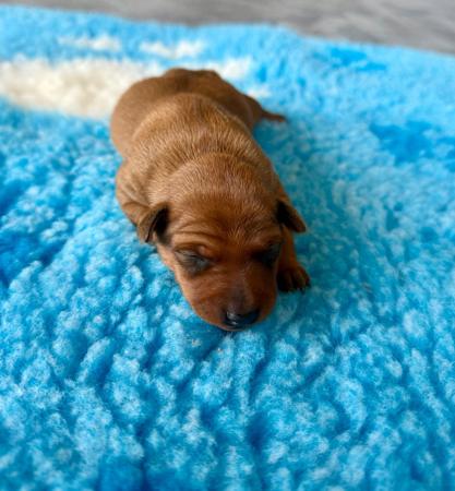 Miniature Pinscher puppy for sale by RUBYSTUD