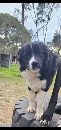 Border Collie puppy for sale by RUFFNFLUFF