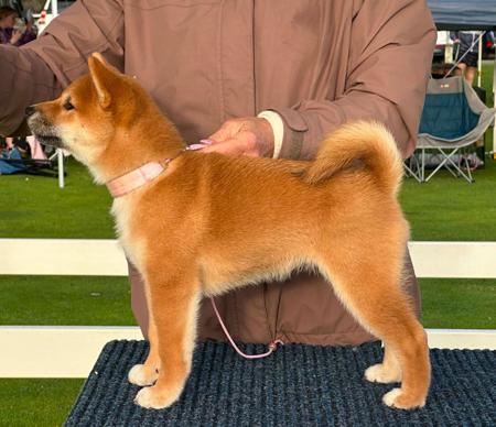 Rakurai Born To Be Fabulous Shiba Inu