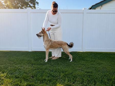 Ch Amasa Crackerjack Red Ranger (AI) JP. SPRD. Xoloitzcuintle (Standard)
