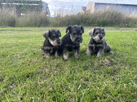 Schnauzer (Miniature) puppy for sale by SAGINOR
