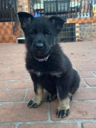 German Shepherd Dog puppy for sale by SALTORHAUS