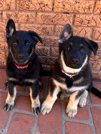 German Shepherd Dog puppy for sale by SALTORHAUS