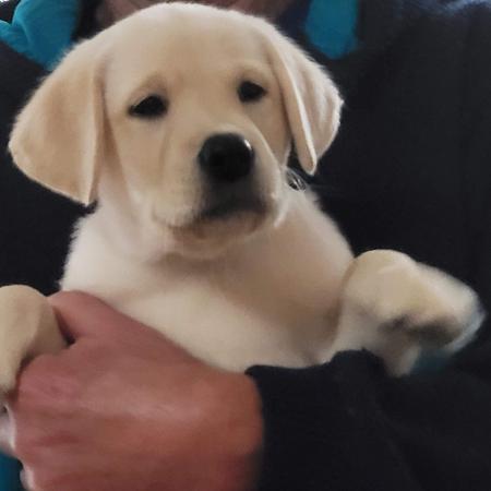 Labrador Retriever puppy for sale by SANDAKHAN