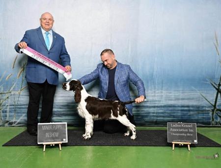 Sandicam Mastermind (AI) English Springer Spaniel