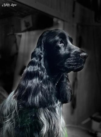 Cocker Spaniel dog for sale by SANDTOYS