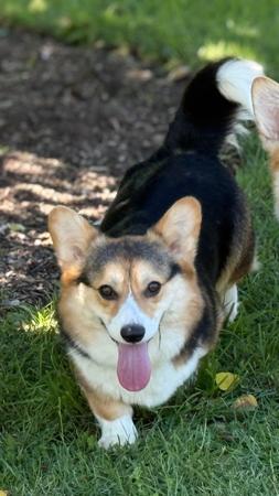 Welsh Corgi (Pembroke) dog for sale by SAPHIREDANES