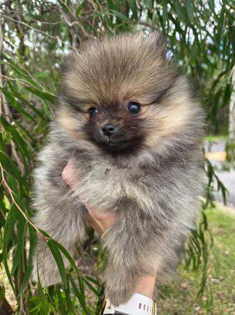 Pomeranian puppy for sale by SCATCHWAH