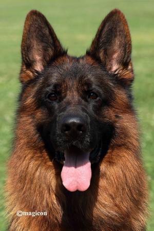 German Shepherd Dog puppy for sale by SCHAEFERHUND