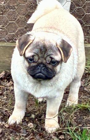 Pug puppy for sale by SEBANDEE
