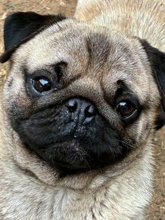 Pug dog for sale by SEBANDEE