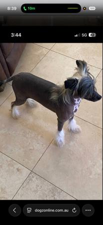 Chinese Crested Dog dog for sale by SEGILL