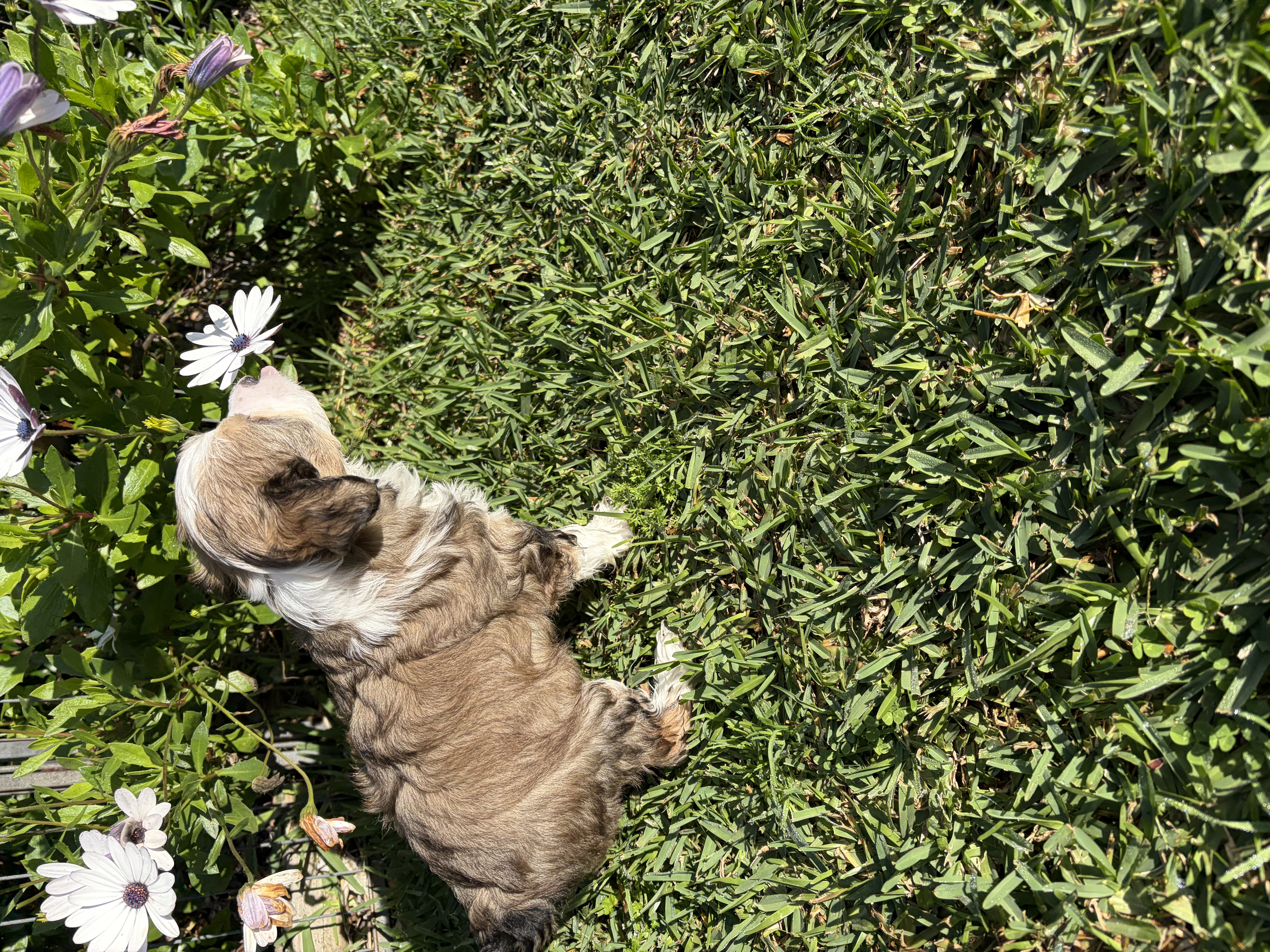 Chinese Crested Dog puppy for sale by SEGILL